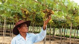 Ninh Thuận: Trồng nho bán quả, “bán” cả...cảnh quan
