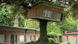 Những ngôi nhà “lơ lửng” trên cây khiến dân mạng thích thú
