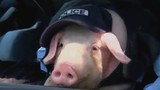 Clip siêu hài: Khi “lợn làm cảnh sát” (29)