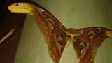 Đổ xô đi xem bướm lạ hình đầu rắn ở Bắc Giang
