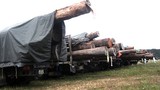 Bắt đoàn xe chở gỗ “siêu khủng” từ Lào vào VN