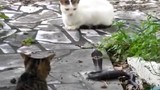 Cuộc chiến một mất một còn giữa mèo và rắn 