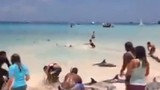 Cảm động du khách giải cứu cá heo mắc kẹt trên bờ biển
