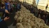 Clip cừu di cư qua thành phố, người dân hoảng loạn