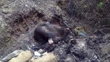 Phát hiện xác chết cháy đen trong bãi rác
