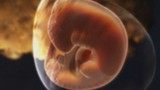 Hình ảnh chi tiết về phôi thai trong bụng mẹ