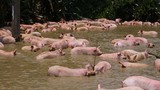 Hàng trăm con lợn ngụp lặn trong ao vì xe chở lật
