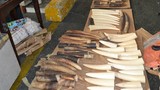 Bắt giữ 77 ngà voi châu Phi ở Tân Sơn Nhất
