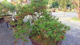 Hot mốt chơi bonsai dâu tằm, có nên đầu tư?