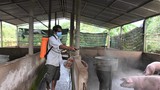 Bà Rịa - Vũng Tàu: Duy trì 6 vùng chăn nuôi an toàn dịch bệnh