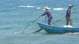 Quảng Ngãi: Ngư dân đi cào “lộc biển” nửa ngày đã kiếm cả chỉ vàng