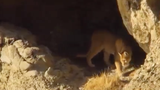 Video: Lần khám phá thế giới đầu tiên của đàn báo sư tử con