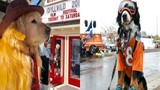 Được bầu làm “thị trưởng” ở Mỹ, chú chó trở thành idol trên MXH