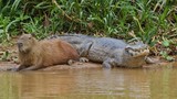 Tại sao Capybara có thể chung sống hòa thuận cùng cá sấu?