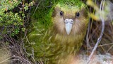 Kakapo: Loài vẹt ngốc nghếch không biết bay