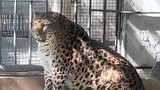 Sở thú Trung Quốc gây bão vì nuôi động vật quá “bồng bềnh“