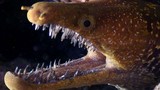 Chết khiếp với hàm răng lởm chởm của lươn biển