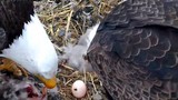 Đại bàng nhận ấp trứng vịt sau khi “chén” xong vịt mẹ