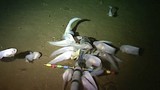 Xem “kỷ lục gia” cá sống dưới độ sâu hơn 8000m 