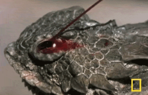Sự thật về thiên nhiên: Rùa ăn xác chết ở sông Hằng