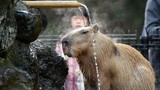 Kỳ lạ chuột lang Capybara tắm để giữ ấm