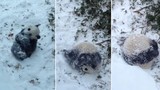 Ngộ nghĩnh cảnh gấu trúc con nô đùa trên tuyết 