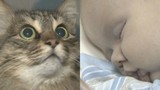 Mèo anh hùng cứu em bé bị bỏ rơi khỏi chết cóng 