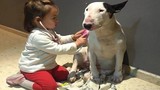“Chết cười” xem cún yêu kiên nhẫn làm bệnh nhân của bé 