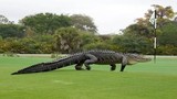 Cá sấu bất ngờ dạo chơi sân golf dọa người khiếp vía
