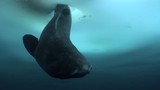 Câu được cá mập kỳ dị nhất thế giới dưới hố băng