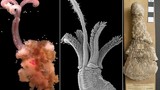 Tận mục giun zoombie khoái ăn xương động vật thời tiền sử 