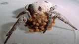 Loài nhện nôn ruột cho con ăn gây sốc