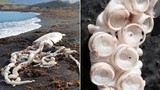 Quái vật bạch tuộc khổng lồ dạt vào bờ gây kinh hãi