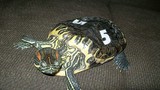 Cuộc đời u ám của con rùa sống 20 năm trong tối