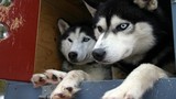 Khám phá gây kinh ngạc về giống chó Husky Sibir 