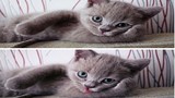 Xem mèo tạo dáng gợi cảm trước ống kính 