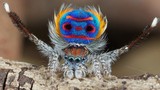 Khám phá gây kinh ngạc về khả năng của loài nhện
