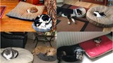 Chết cười chùm ảnh hoán đổi giường giữa chó và mèo