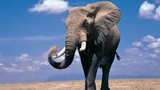Những khám phá cực hay ho về loài voi khổng lồ
