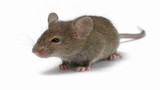 Sửng sốt những khám phá khó tin về loài chuột