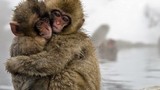 Khám phá hay ít người biết về những con khỉ tuyết