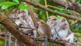 Sự thật ít biết về loài khỉ Châu Á
