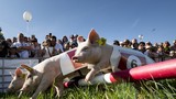 Tận mục cuộc đua lợn cực nhộn ở Thụy sĩ