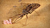Những điều cần biết về bọ xít hút máu người ở Việt Nam