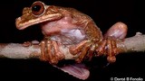 Hé lộ sự thật về loài ếch vừa mới tuyệt chủng