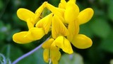Những loài hoa quen thuộc có thể "xơi" được ở Việt Nam