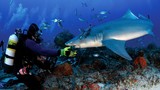 Thợ lặn Mỹ dũng cảm gỡ móc câu cứu cá mập chanh