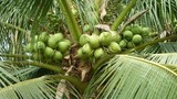 Choáng với những điều bất ngờ về cây dừa xiêm 