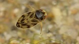Bất ngờ thú vị về loài bọ nước “to mồm” nhất