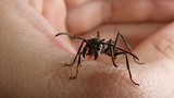Sự thật bất ngờ về loài kiến đạn cắn đau khủng khiếp
